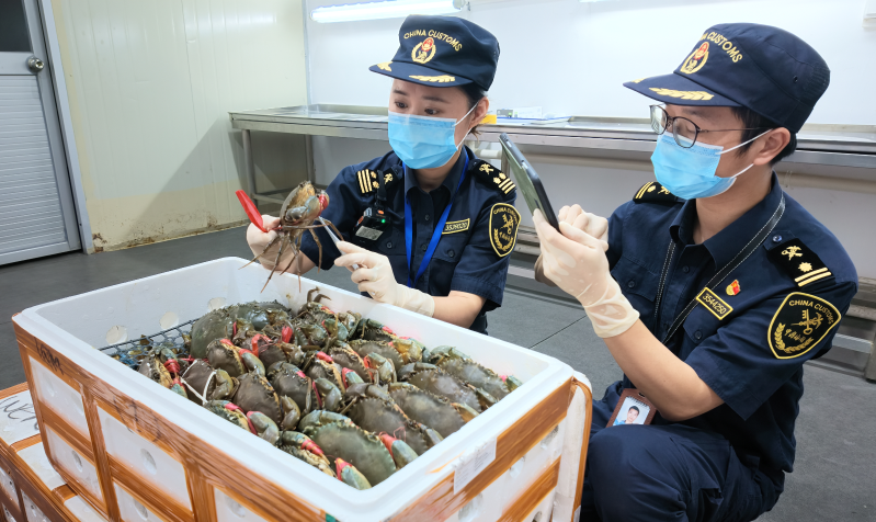 8月23日福州长乐机场海关关员在对印尼进口青蟹进行监管（池媛婷 摄）(1)