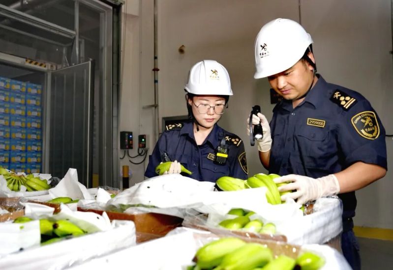 鲜果通关跑出“嘉速度”